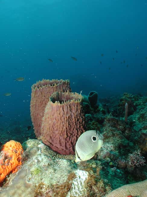 From Castries: St. Lucia Scuba Diving Excursion - Anse Cochon and its shipwrecks