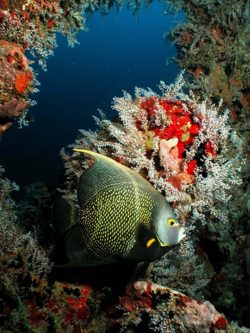 From Castries: St. Lucia Scuba Diving Excursion - Anse Chastanet and beach-based alternatives