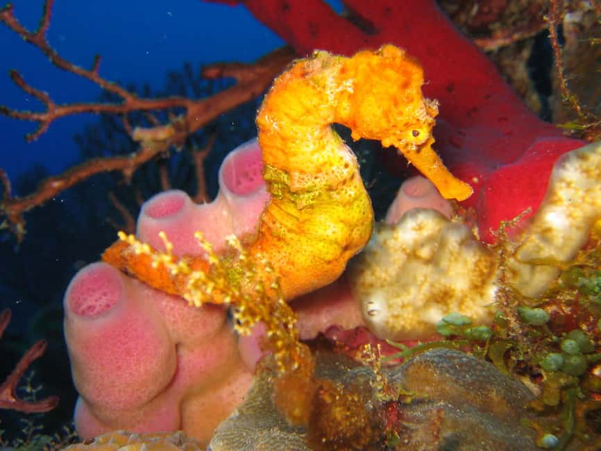 From Castries: St. Lucia Scuba Diving Excursion - What the five-hour schedule means for your day