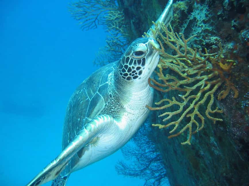 From Castries: St. Lucia Scuba Diving Excursion - What is included, and what you still need to pay for