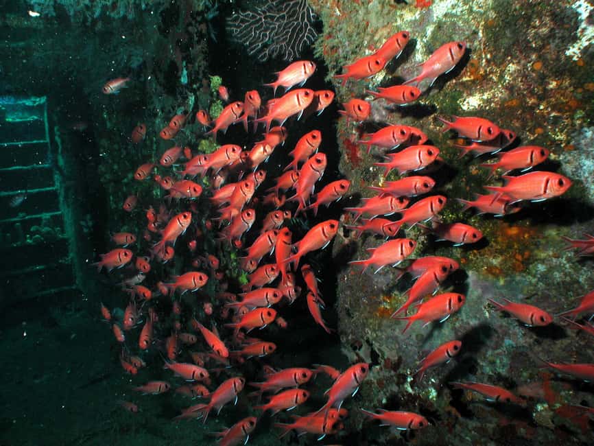From Castries: St. Lucia Scuba Diving Excursion - Booking advice and cancellation flexibility