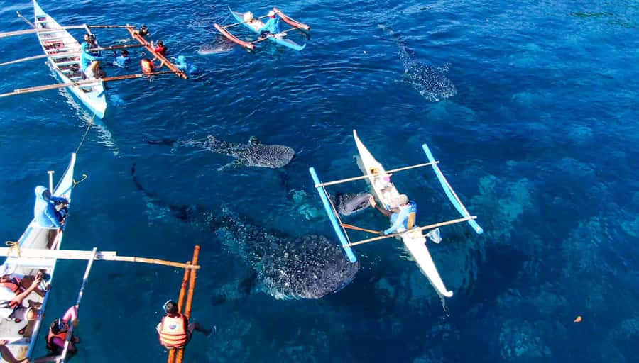 From Cebu City: Scuba Diving with Whale Sharks Trip in Oslob - Why the underwater option may suit you better than snorkeling