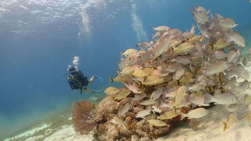 From Cozumel: Chankanaab Cozumel Scuba Diving - Fish, Coral, Caves, and Underwater Sculptures