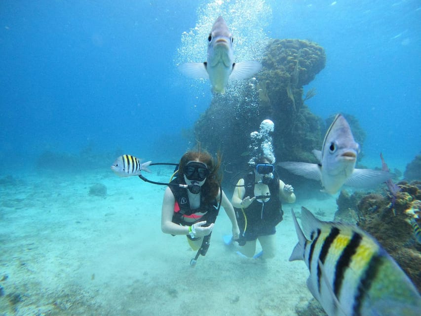 From Cozumel: Chankanaab Cozumel Scuba Diving - Is $60 a Good Value?
