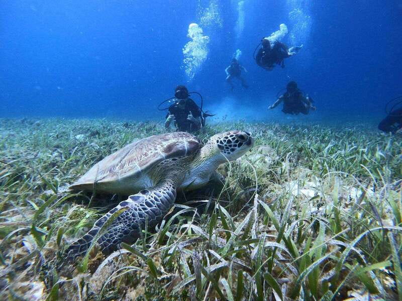 From Cozumel: Chankanaab Cozumel Scuba Diving - Getting to Chankanaab From the Cruise Port