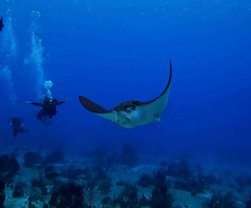 From Cozumel: Double Tank Scuba Diving for Certified Divers - First 45-minute session on a Cozumel reef