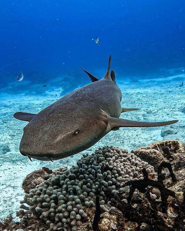 From Cozumel: Double Tank Scuba Diving for Certified Divers - What the $168 price really covers