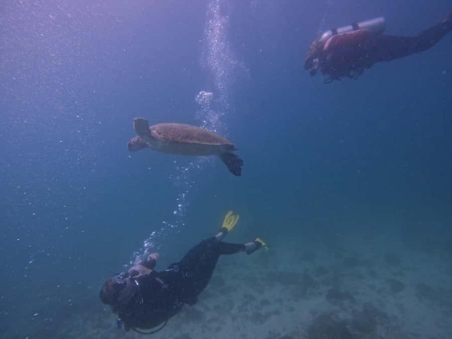 From Dubai: 2 Dives for Certified Divers with BBQ & Transfer - Key points at a glance