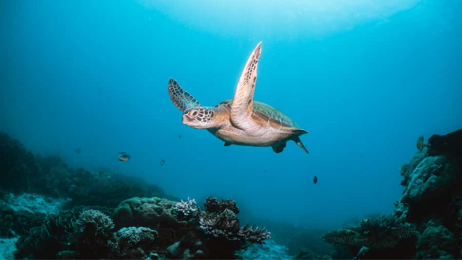 From Dubai: Discovery Scuba Diving & Snorkeling In Fujairah - Key points to know before booking