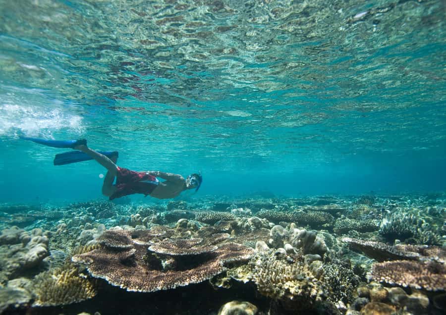 From Dubai: Discovery Scuba Diving & Snorkeling In Fujairah - From Dubai to Fujairah: a full day on the coast