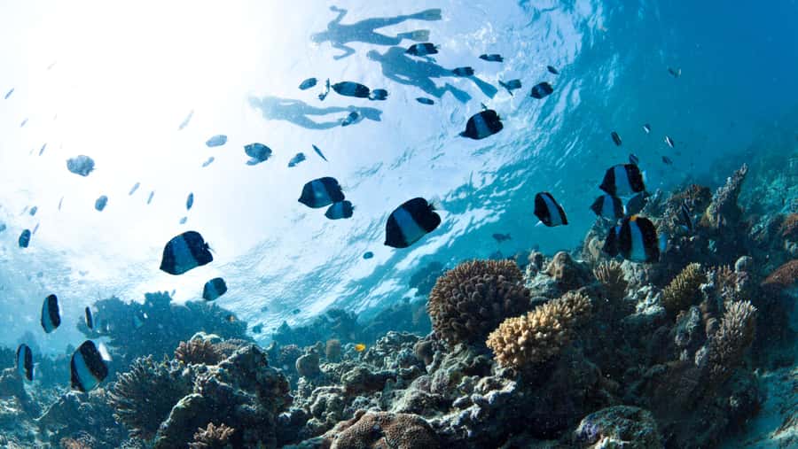 From Dubai: Discovery Scuba Diving & Snorkeling In Fujairah - Down to 10 meters in the Gulf of Oman