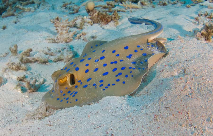 From Dubai: Fujairah Half-Day Scuba Dive and Snorkeling - What Your First Underwater Session Feels Like