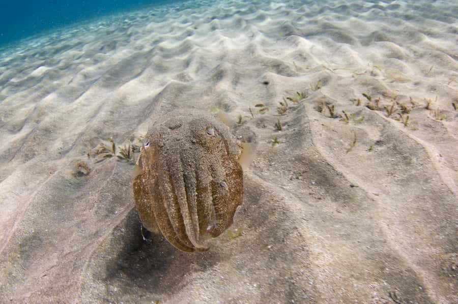 From Dubai: Fujairah Half-Day Scuba Dive and Snorkeling - Marine Life: What You Might See