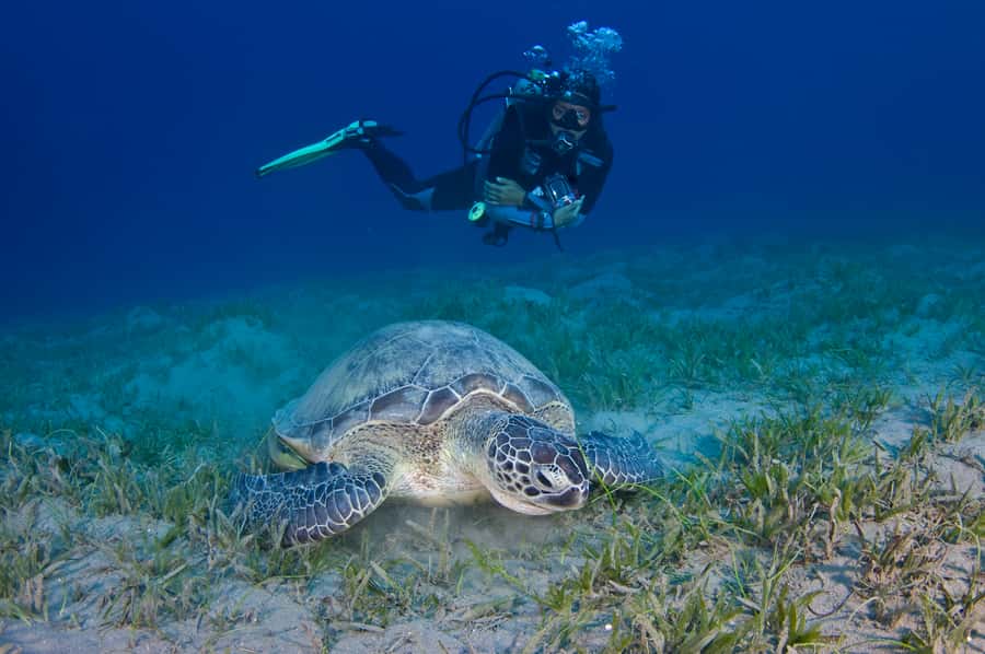 From Dubai: Fujairah Half-Day Scuba Dive and Snorkeling - Is the $157 Price Fair?
