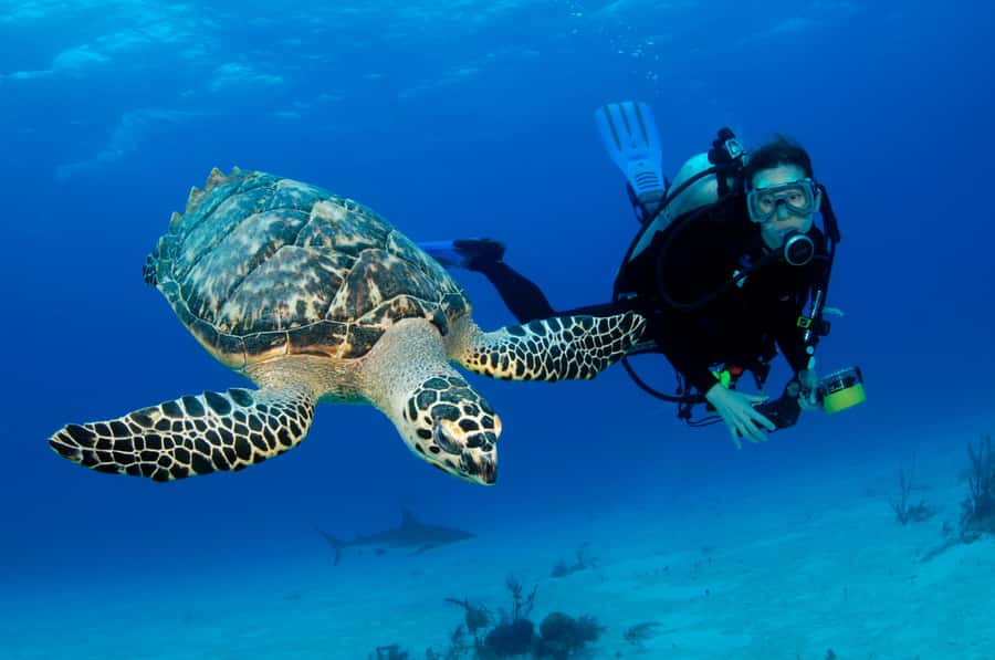 From Dubai: Fujairah Half-Day Scuba Dive and Snorkeling - The Boat Ride and First Reef Visit