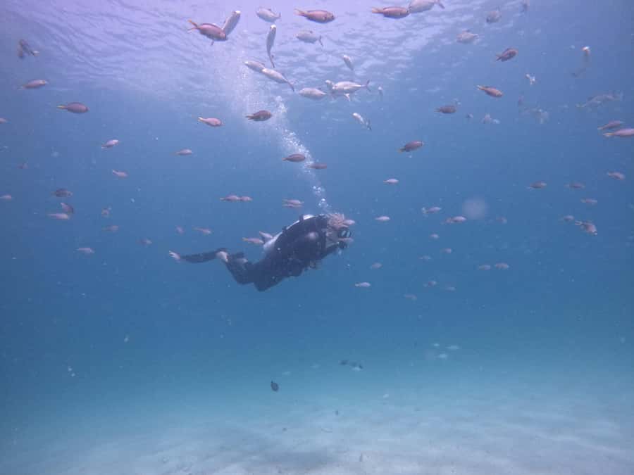 From Dubai: Try Scuba Diving, Snorkeling with BBQ & Transfer - Quick points before you book