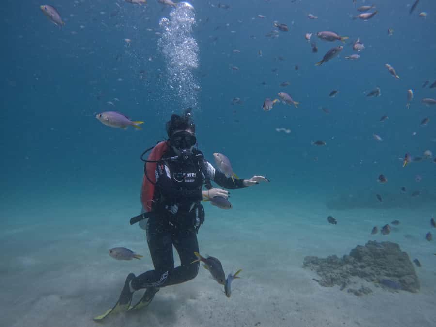 From Dubai: Try Scuba Diving, Snorkeling with BBQ & Transfer - Snoopy Island: your first underwater session