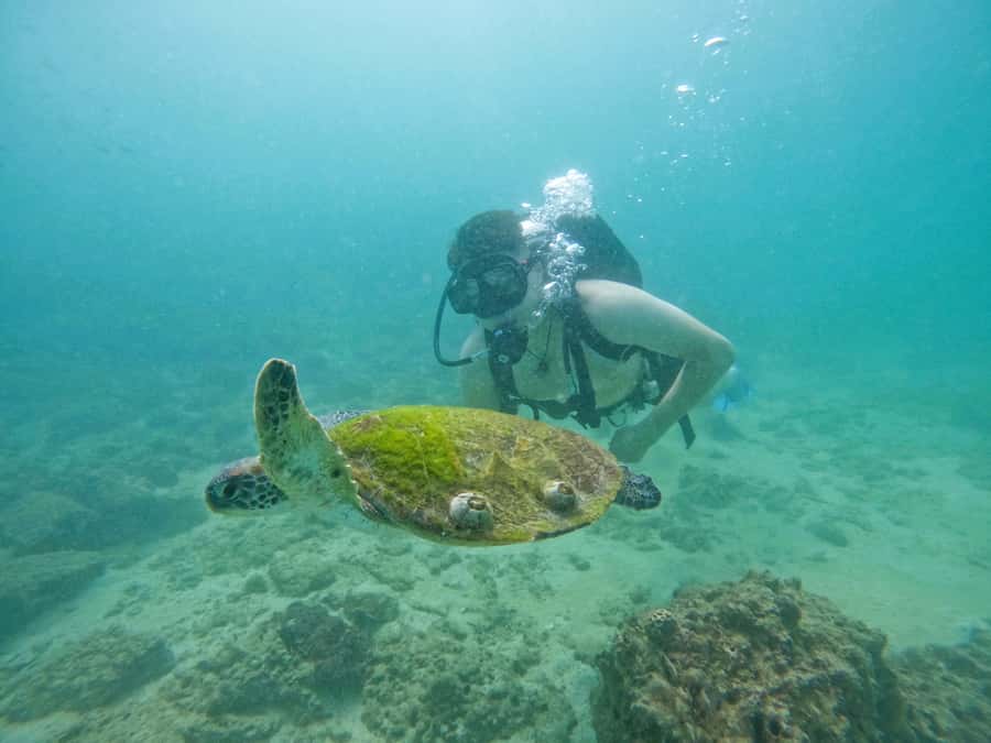 From Dubai: Try Scuba Diving, Snorkeling with BBQ & Transfer - BBQ lunch at Reef Oasis Diving Center