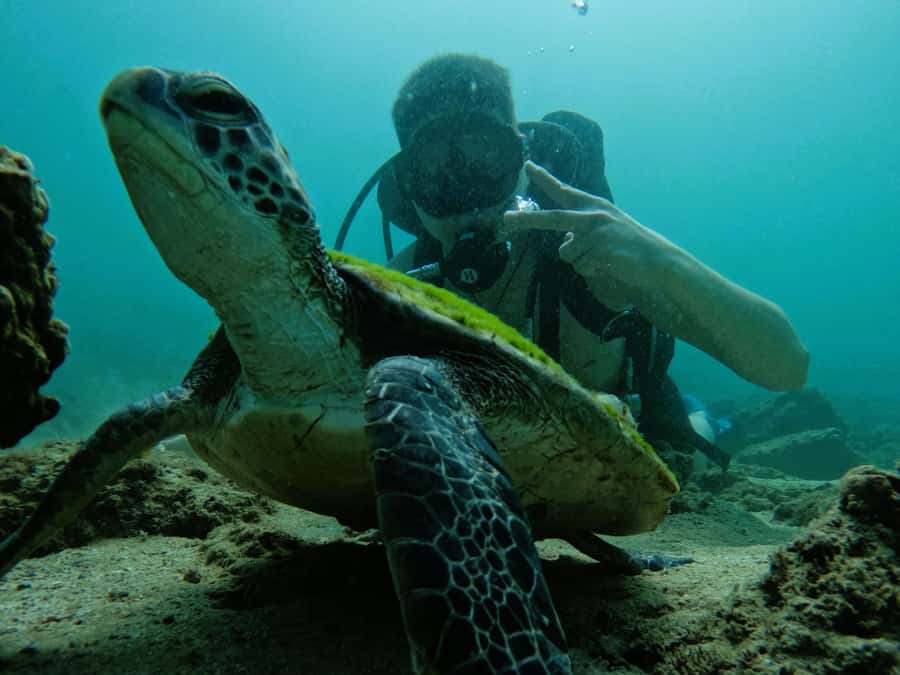 From Dubai: Try Scuba Diving, Snorkeling with BBQ & Transfer - What the $163 price really covers