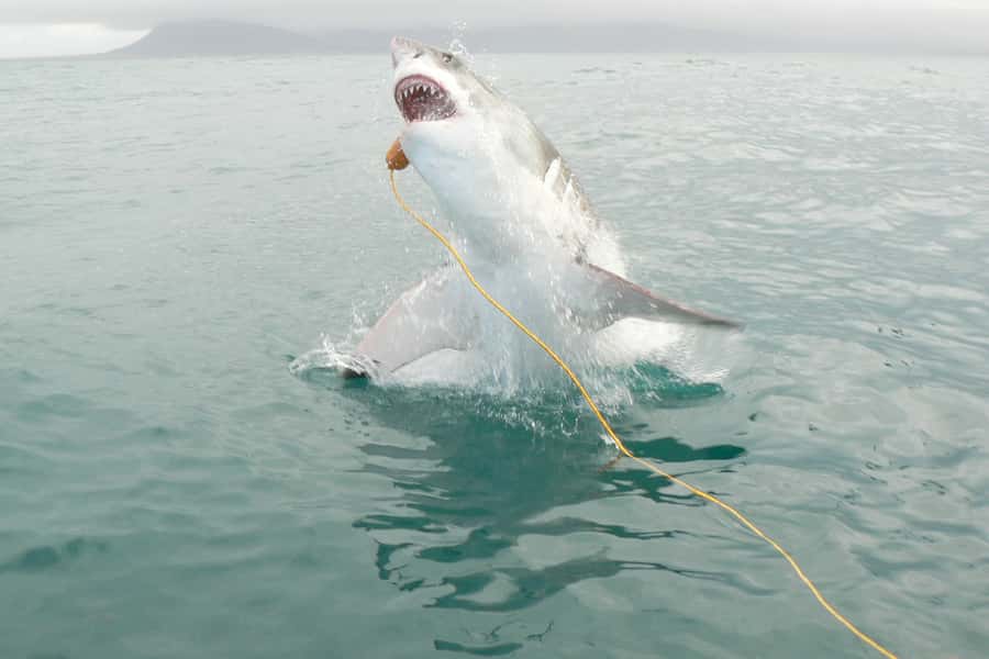 From Hermanus: Cruise with Shark Cage Dive and Lunch - Key points before you book