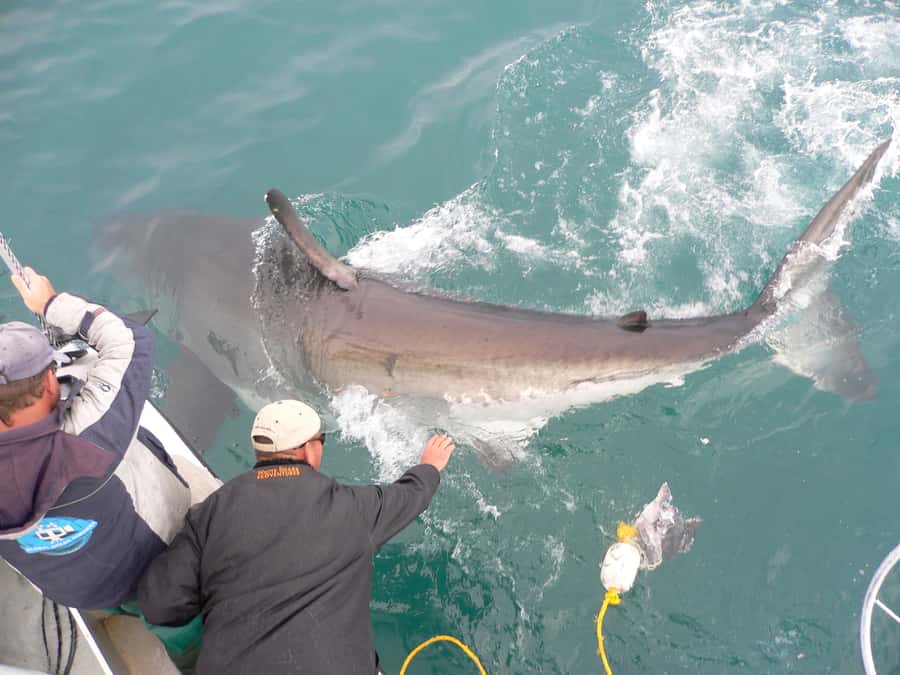 From Hermanus: Cruise with Shark Cage Dive and Lunch - Transport, timing, and practical snags