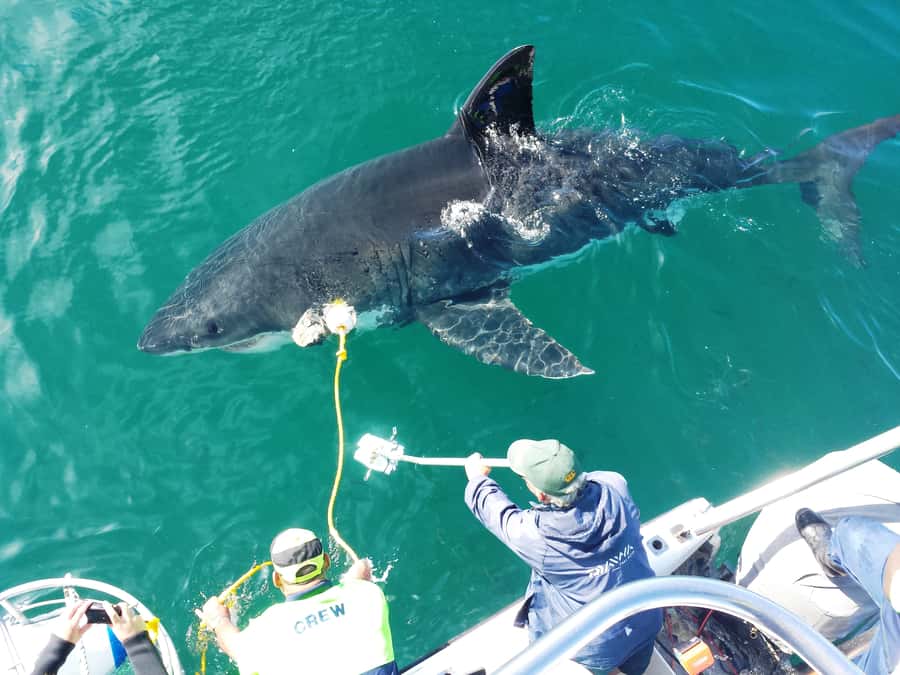 From Hermanus: Cruise with Shark Cage Dive and Lunch - What the $168 price really covers