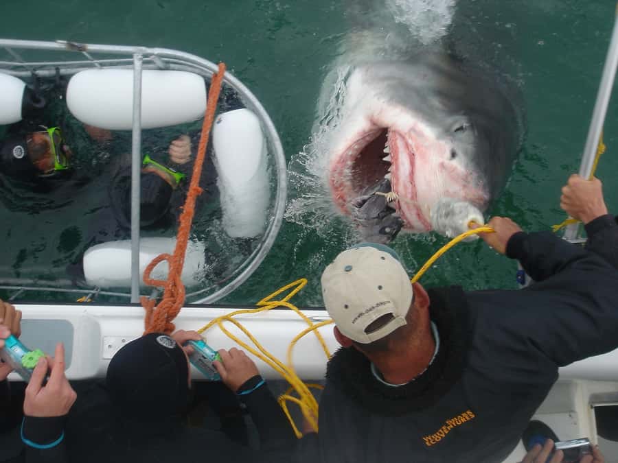 From Hermanus: Cruise with Shark Cage Dive and Lunch - The boat ride to Shark Alley