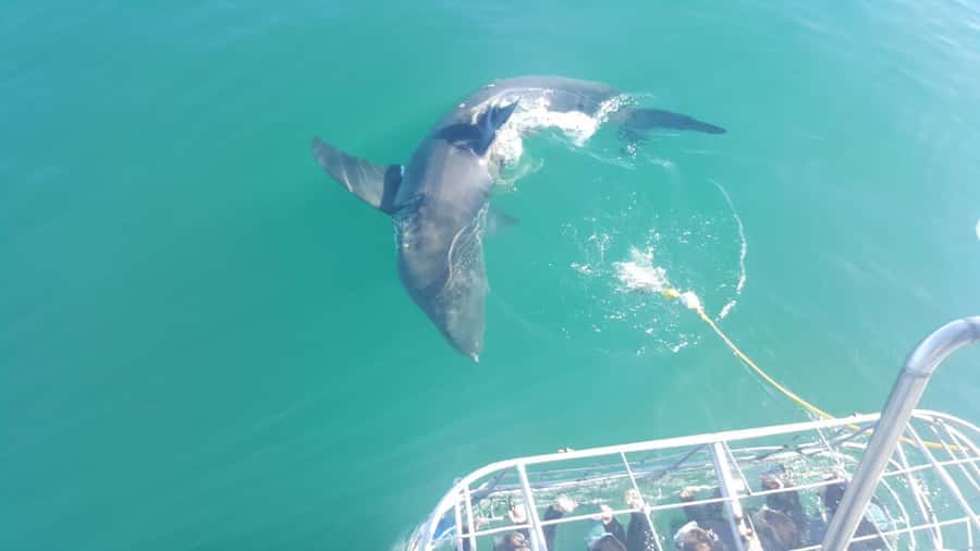 From Hermanus: Cruise with Shark Cage Dive and Lunch - Taking turns in the four-person cage