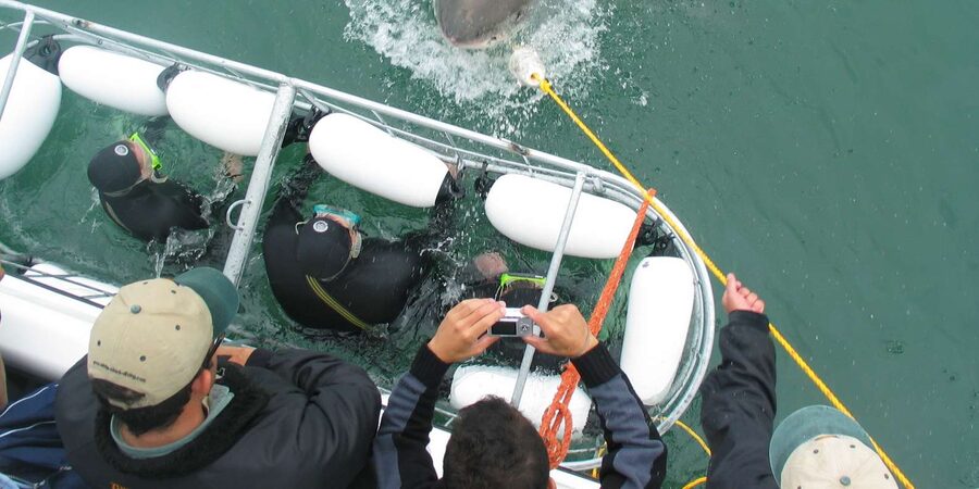 From Hermanus: Cruise with Shark Cage Dive and Lunch - Which sharks might you see?