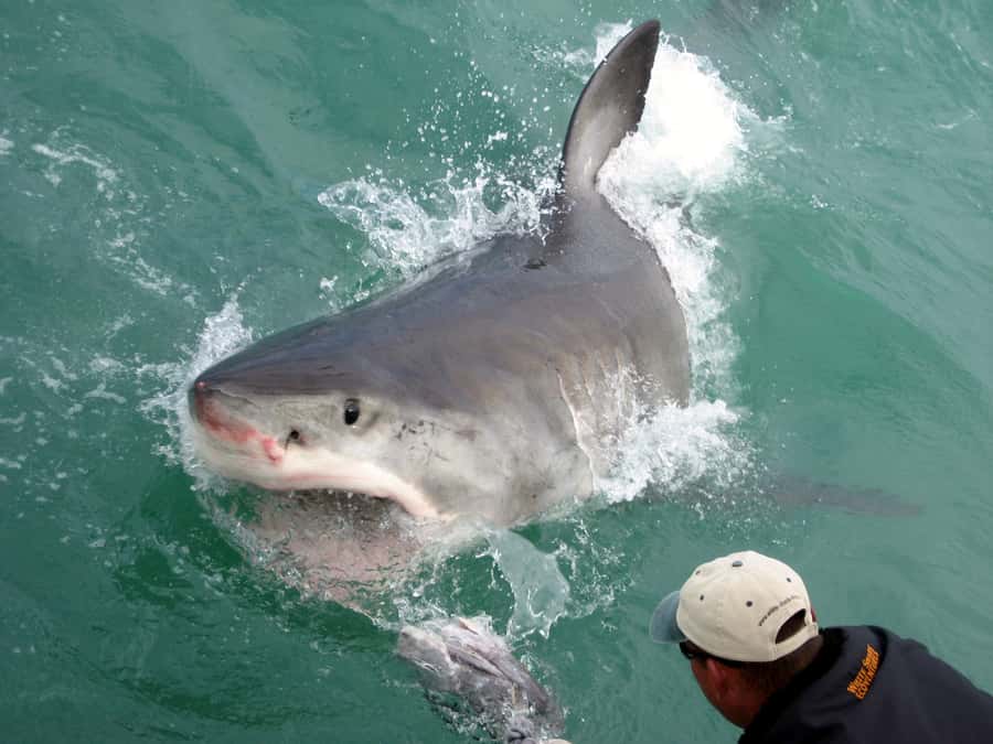 From Hermanus: Cruise with Shark Cage Dive and Lunch - The guides and marine explanation