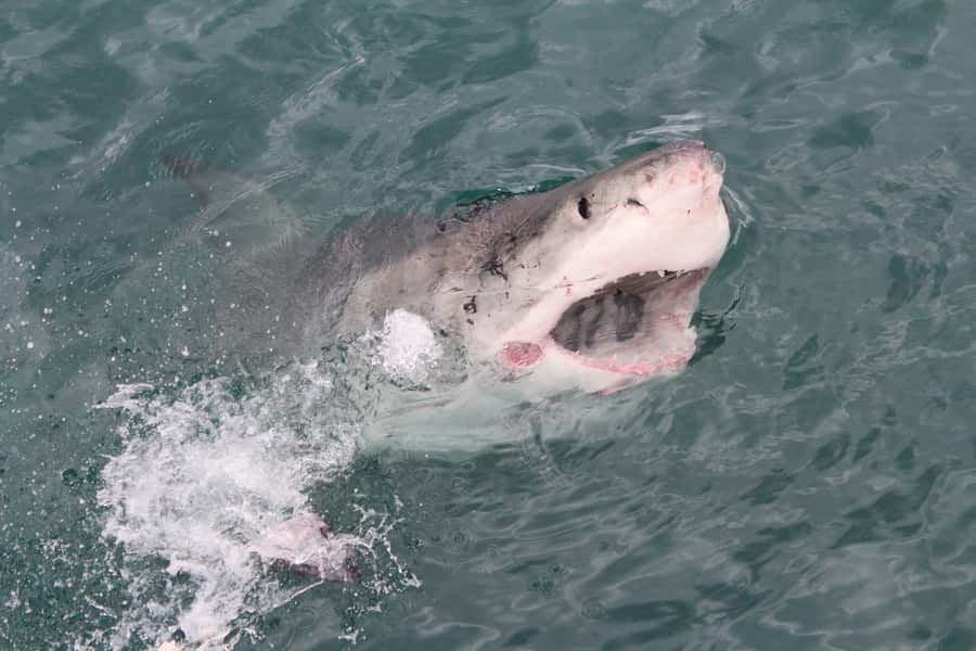 From Hermanus: Cruise with Shark Cage Dive and Lunch - Cold water, food, and the return to shore
