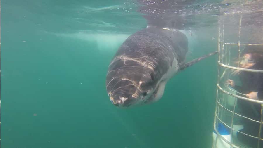 From Hermanus: Cruise with Shark Cage Dive and Lunch - How responsible is the shark encounter?