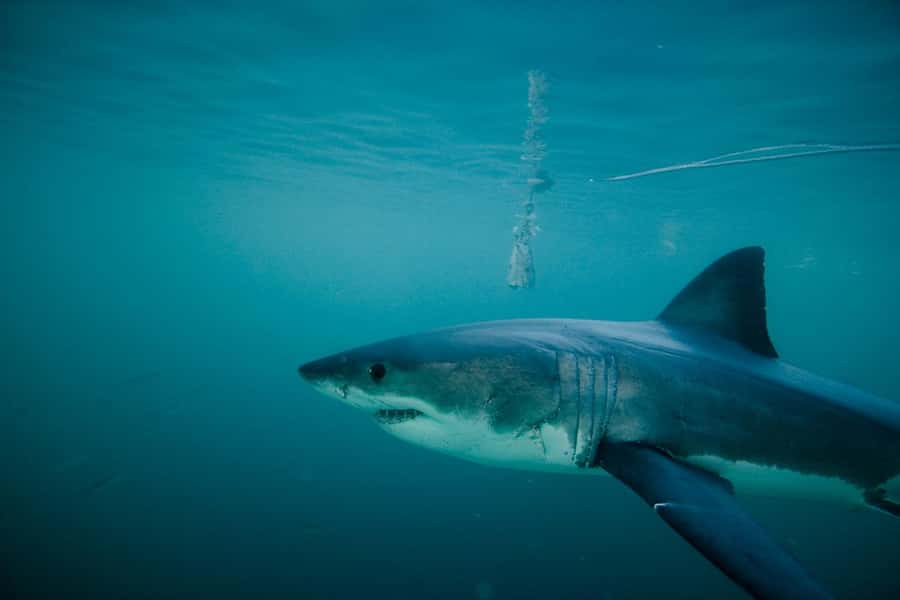 From Hermanus or Cape Town: Shark Cage Diving Experience - Key points to know before booking