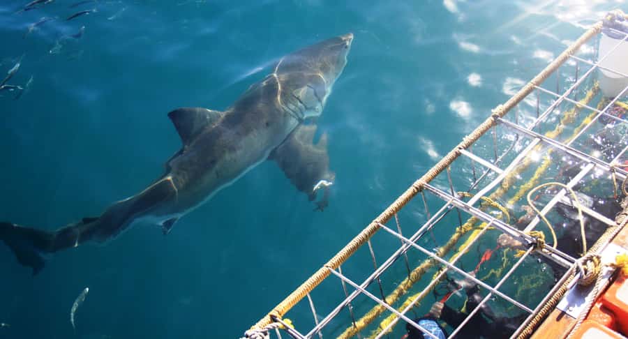 From Hermanus or Cape Town: Shark Cage Diving Experience - The short boat ride and three hours at sea