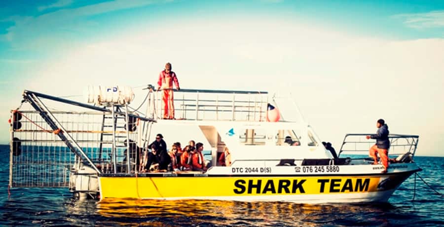 From Hermanus or Cape Town: Shark Cage Diving Experience - Breakfast, briefing, and the first hour