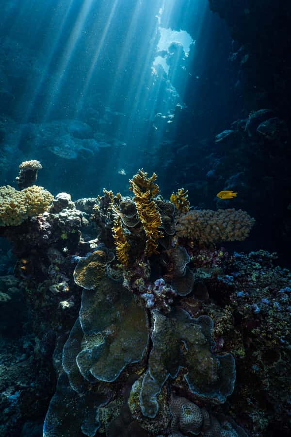 From Jeddah: Boat Trip and Diving for Certified Divers - Key points at a glance