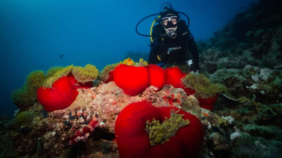 From Jeddah: Boat Trip and Diving for Certified Divers - Coral reefs, wrecks, and what you may see