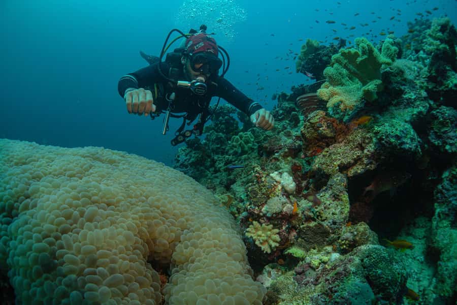From Jeddah: Boat Trip and Diving for Certified Divers - The six-month rule is the most important condition