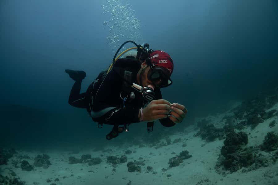 From Jeddah: Boat Trip and Diving for Certified Divers - How the $93 price holds up