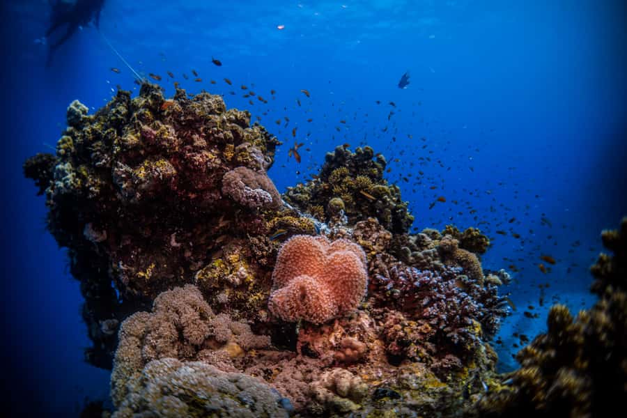 From Jeddah: Boat Trip and Diving for Certified Divers - What two guided underwater sessions are like