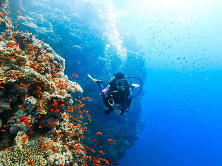 From Khasab: Diving Experience in Khasab - Key details to know before booking