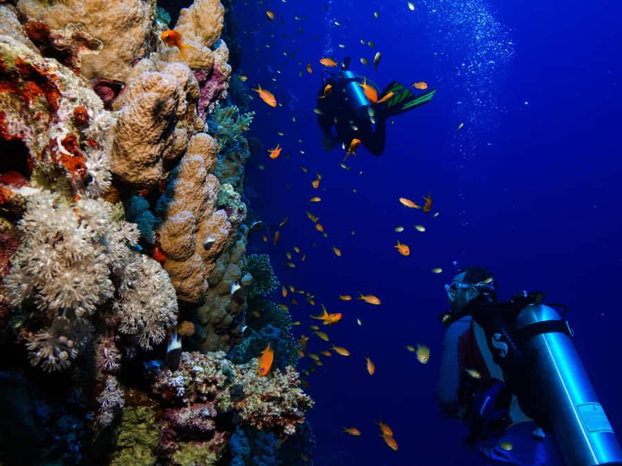 From Khasab: Diving Experience in Khasab - Why Musandam works so well for scuba