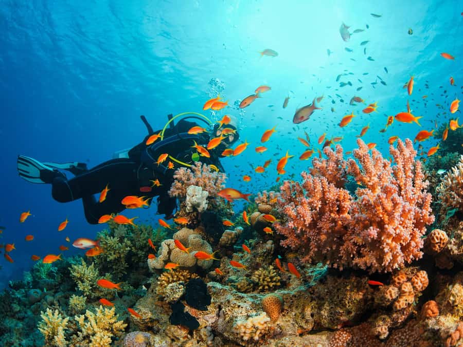 From Khasab: Diving Experience in Khasab - Starting from Khasab by hotel pickup