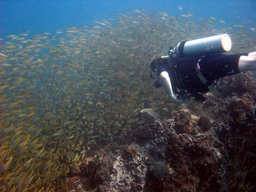 From Koh Kood: Certified Dive Trip - Choosing Between Koh Kood and Koh Rang