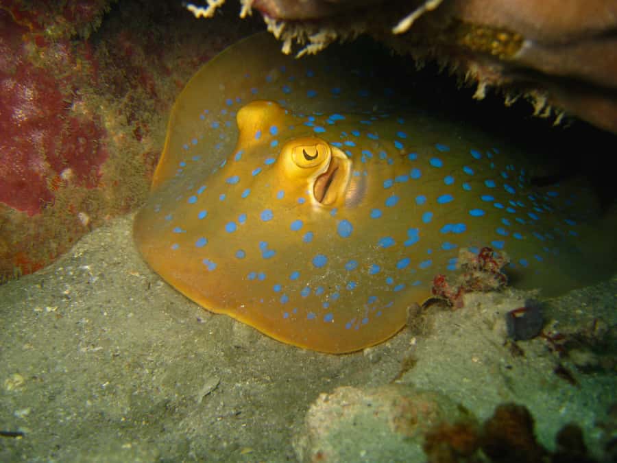 From Koh Kood: Certified Dive Trip - A Divemaster Who Adjusts to the Group