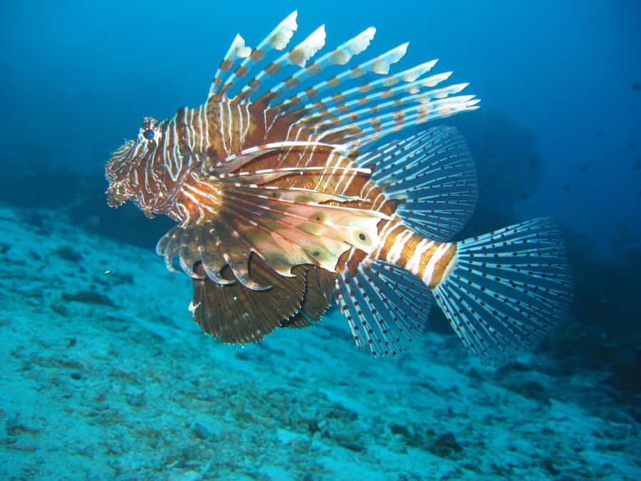 From Koh Kood: Certified Dive Trip - Lunch, Drinks, and the Break Between Sessions