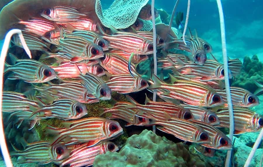 From Koh Kood: Certified Dive Trip - What the $112 Price Covers