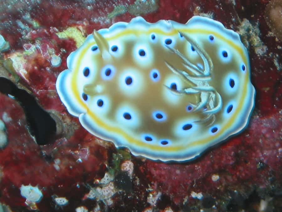 From Koh Kood: Certified Dive Trip - Who Should Book This Outing