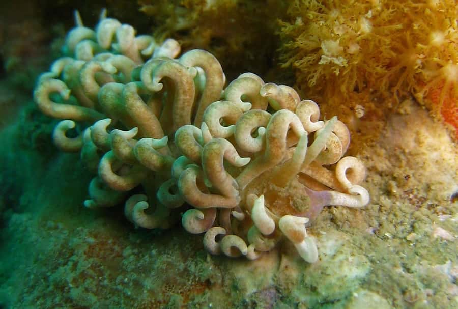 From Koh Kood: Certified Dive Trip - My Take: A Good Small-Group Choice With Flexible Sites