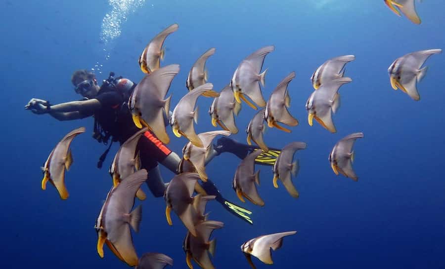 From Koh Kood: Certified Dive Trip - What the Two Underwater Sessions Are Like
